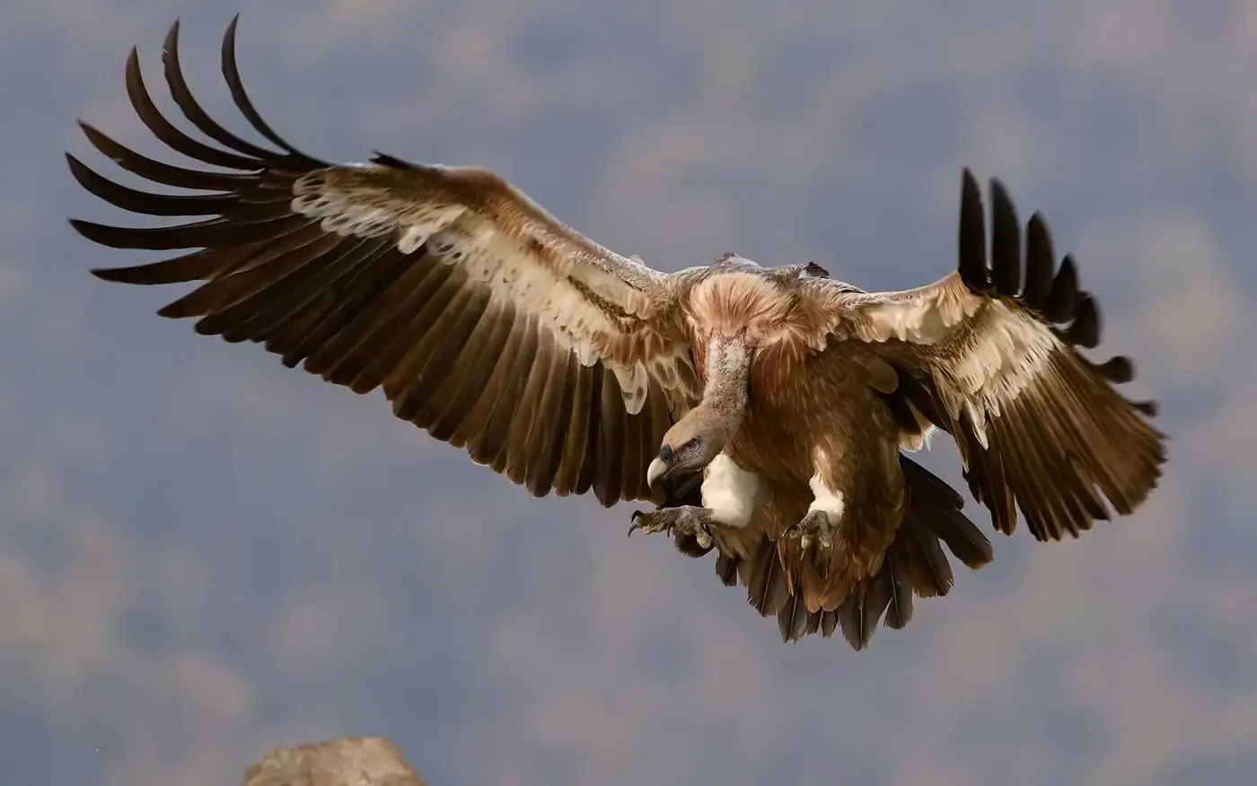 A griffon vulture coming in to land with its wings spread wide